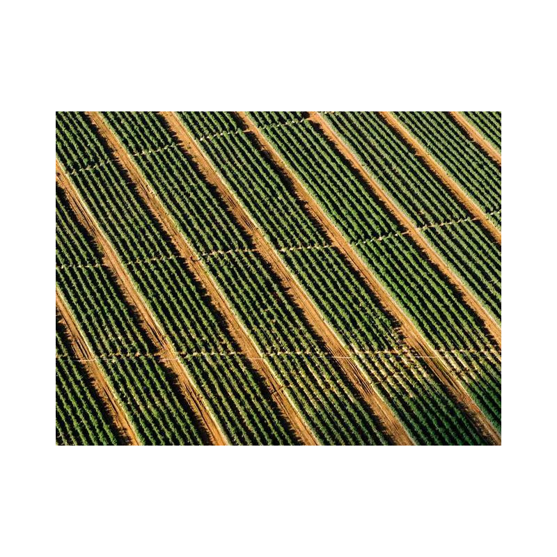 Durable Wooden Bottle fr-FR